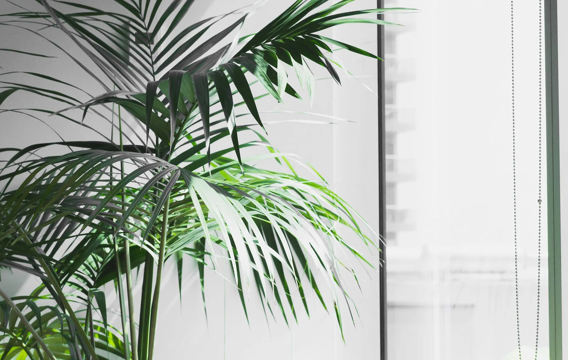 office indoor plant 2880w